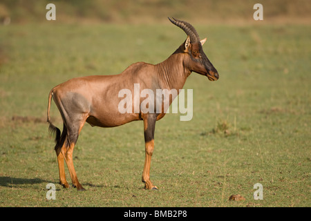 Topi, Damaliscus lunatus, il Masai Mara National Park, Kenya, Africa orientale Foto Stock