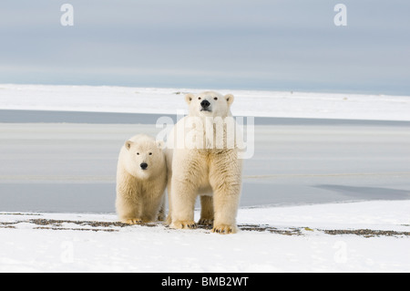 Gli orsi polari Ursus maritimus hanno marchiato e collato scrofa con un cucciolo di 2 anni lungo un'isola barriera in Alaska Foto Stock
