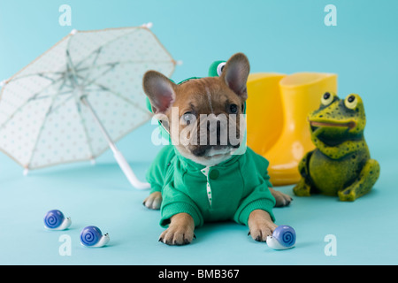 Bulldog francese cucciolo e durante la stagione delle piogge Foto Stock