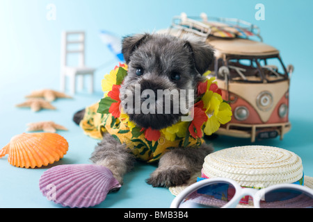 Miniatura CUCCIOLO SCHNAUZER e vacanze estive Foto Stock