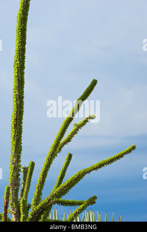 Il polpo Tree (Didiera madagascariensis), Foresta spinosa, Berenty, Madagascar Foto Stock