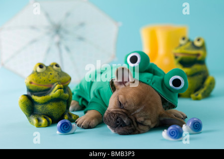 Bulldog francese cucciolo e durante la stagione delle piogge Foto Stock