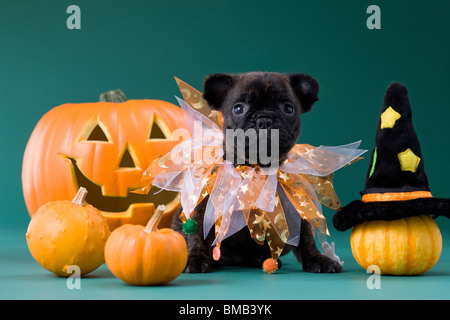 Bulldog francese cucciolo e Halloween Foto Stock