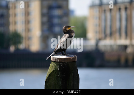 Cormorano, fiume Thames, London, Regno Unito Foto Stock