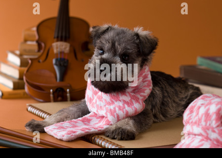 Miniatura CUCCIOLO SCHNAUZER e arte Foto Stock