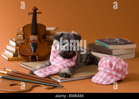 Miniatura CUCCIOLO SCHNAUZER e arte Foto Stock