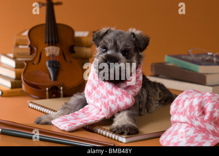 Miniatura CUCCIOLO SCHNAUZER e arte Foto Stock