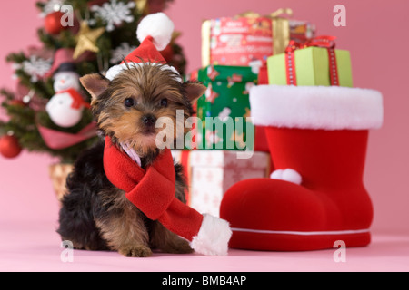 Yorkshire Terrier cucciolo e Natale Foto Stock