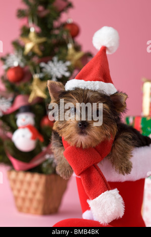 Yorkshire Terrier cucciolo e Natale Foto Stock