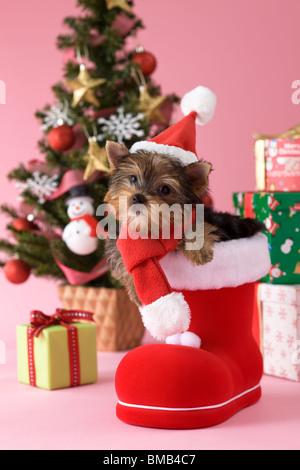 Yorkshire Terrier cucciolo e Natale Foto Stock