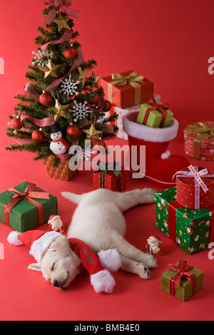 Golden Retriever cucciolo e Natale Foto Stock