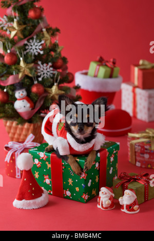 Chihuahua cucciolo e Natale Foto Stock