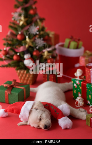 Golden Retriever cucciolo e Natale Foto Stock