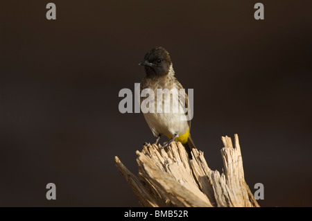 Black-eyed bulbul (Pycnonotus barbatus), Samburu e Buffalo Springs riserva nazionale, Kenya Foto Stock