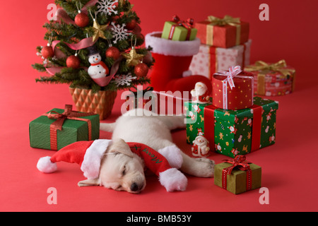 Golden Retriever cucciolo e Natale Foto Stock