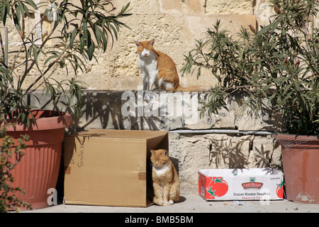 Due di zenzero bianco e gatti sedersi godendo il sole, uno su una parete al di sopra di un altro che siede tra due scatole Foto Stock