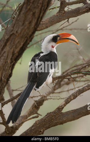 Von der Decken's Hornbill ( Tockus deckeni), Samburu e Buffalo Springs riserva nazionale, Kenya Foto Stock