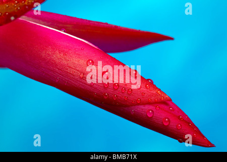 Close up di fiori da un cactus di Natale Foto Stock