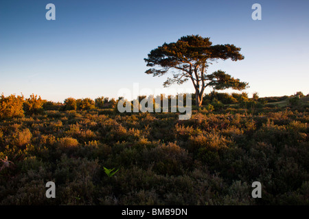 Vista Bratley, la bracken e lone scozzese di pino rendono questo un iconico New Forest View. Foto Stock