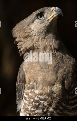 Southern nastrare snake eagle ( Circaetus fasciolatus), Kenya Foto Stock