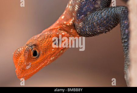 Roccia maschio agama ritratto in Namibia Foto Stock