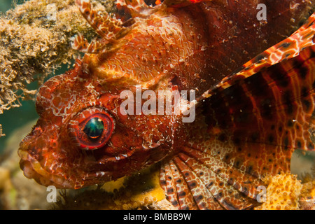 Dendrochirus brachypterus, Illex turkeyfish
