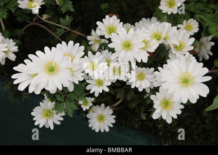 Anemone blanda splendore bianco Foto Stock