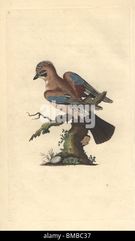 Comune di Jay o Eurasian Jay con buff, blu e il piumaggio bruno. Garrulus glandarius (Corvus glandarius) Foto Stock