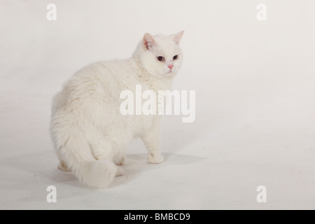British Shorthair Cat, Tomcat, bianco, blu-eyed Foto Stock