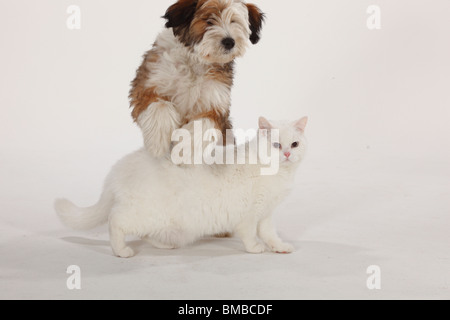 British Shorthair Cat, Tomcat, bianco, blu-eyed, Tibetan Terrier, cucciolo, 4 mesi / cane saltando su cat Foto Stock