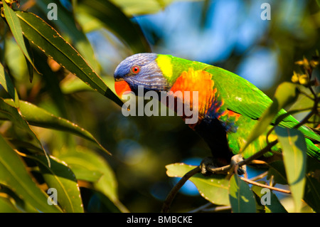 Rainbow lorikeet Melbourne Victoria Australia Foto Stock