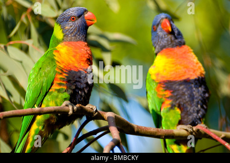 Rainbow parrocchetti, blackburn Melbourne Victoria Australia Foto Stock