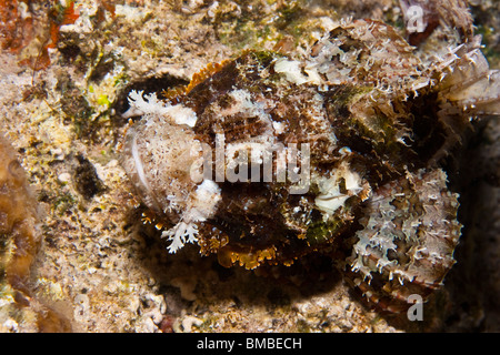Diavolo scorfani (Scorpaenopsis diabolus) Foto Stock