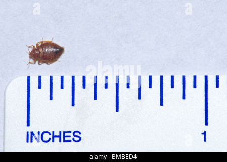 Comune Bedbug adulti- Bed bug (Lepinotus reticulatus) con righello mostra la dimensione relazionale di questo insetto infestante, Colorado US. Foto Stock