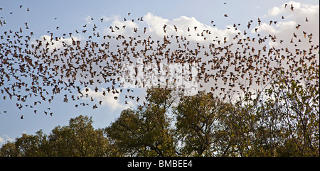 Freetail messicano pipistrelli Tadarida brasiliensis in volo emergente dalla grotta Bracken Texas USA Foto Stock