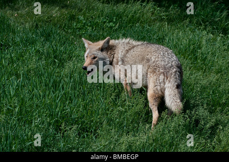 Un curioso Coyote Foto Stock