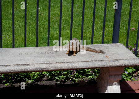 Uno scoiattolo si erge su un banco che dice Montague presso il Montague Inn Bed and Breakfast a Saginaw, Michigan Foto Stock