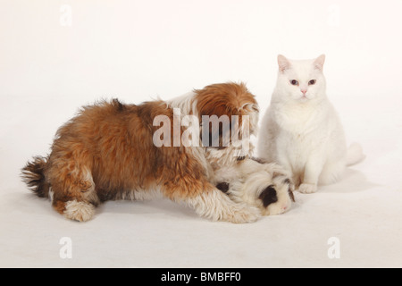 Tibetan Terrier, cucciolo, 4 mesi, e Texel cavia, choco-bianca e British Shorthair Cat, Tomcat, bianco, blu-eyed Foto Stock