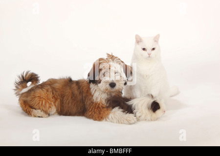 Tibetan Terrier, cucciolo, 4 mesi, e Texel cavia, choco-bianca e British Shorthair Cat, Tomcat, bianco, blu-eyed Foto Stock