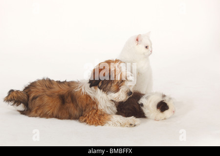 Tibetan Terrier, cucciolo, 4 mesi, e Texel cavia, choco-bianca e British Shorthair Cat, Tomcat, bianco, blu-eyed Foto Stock