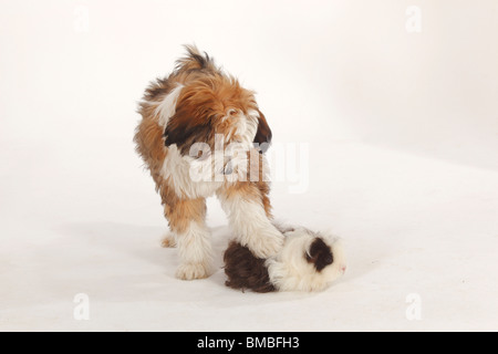 Tibetan Terrier, cucciolo, 4 mesi, e Texel cavia, choco-bianco Foto Stock