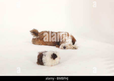 Tibetan Terrier, cucciolo, 4 mesi, e Texel cavia, choco-bianco Foto Stock