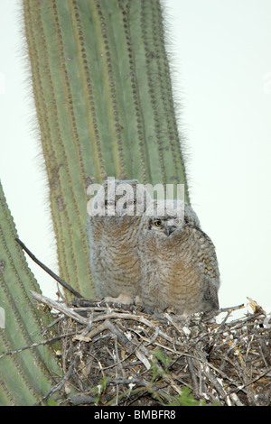 Grande Gufo cornuto Bubo Immatures sul nido di cactus Saguaro. Foto Stock