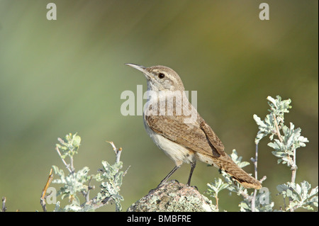 Dello scricciolo di roccia Foto Stock