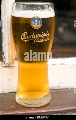 Budweiser Budvar pinta bicchiere di birra Foto Stock