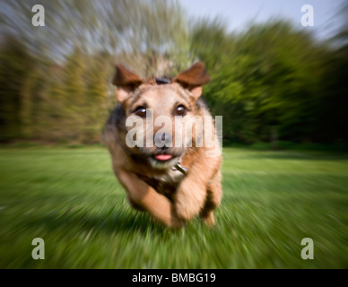 Terrier cane gira alla massima velocità dritto verso la fotocamera Foto Stock