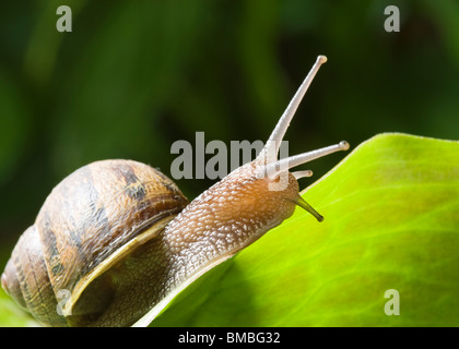 Giardino lumaca, Helix Aspersa. Foto Stock