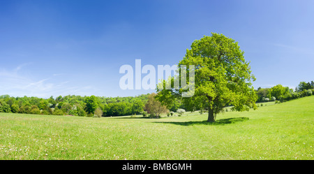 Albero di quercia in campo, Ranmore comune, Surrey, Regno Unito Foto Stock