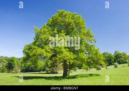 Albero di quercia in campo, Ranmore comune, Surrey, Regno Unito Foto Stock