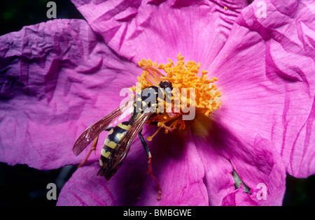Carta wasp, sociale wasp (Polistes gallicus (= dominulus): Vespidae) giovane regina rovistando su un fiore di cisto, Portogallo Foto Stock